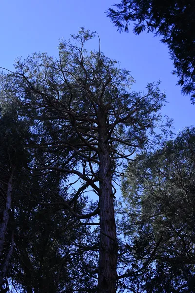 DSC_2189 (Large).JPG